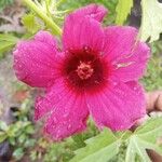 Hibiscus acetosella Blüte