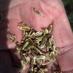 Lomatium triternatum Fruit