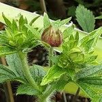 Potentilla nepalensis Flower