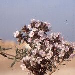Thymus algeriensis 花
