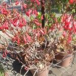 Kalanchoe manginii Хабит