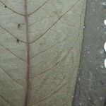 Ixora pubescens