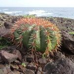 Melocactus intortus موطن