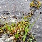 Carex norvegica Hábitos