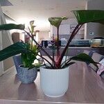 Philodendron erubescens Folha