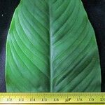 Spathiphyllum montanum Diğer