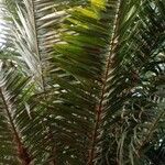 Phoenix canariensis List