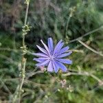 Cichorium endiviaFlower