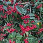 Cotoneaster salicifoliusBlüte