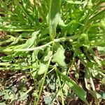Valerianella coronata Leaf