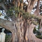 Ficus macrophyllaപുറംതൊലി