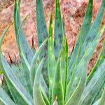 Agave macroacantha Ліст