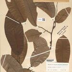 Annona neoinsignis Leaf