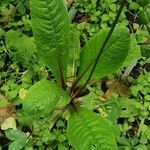 Primula bulleyana পাতা