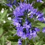 Caryopteris × clandonensis Çiçek