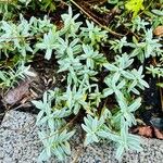 Cerastium biebersteinii Hoja