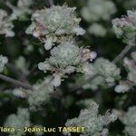 Teucrium lusitanicum फूल
