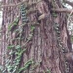 Sequoiadendron giganteum Kabuk