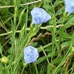 Linum usitatissimum Blomst