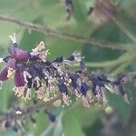 Amorpha fruticosa Flower