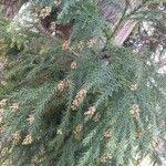 Cryptomeria japonica Лист