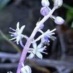 Scilla haemorrhoidalis Flower