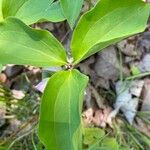 Trillium catesbaei Levél