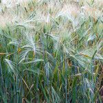 Hordeum vulgareMeyve