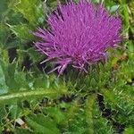 Cirsium acaule Květ