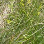 Carex pallescens Fruit