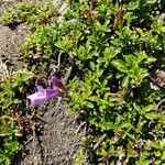 Penstemon davidsonii Hoja