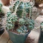 Gymnocalycium anisitsii Ліст