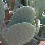 Opuntia robusta Leaf