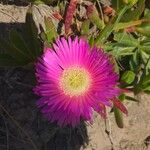 Carpobrotus acinaciformis 花