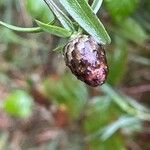 Centaurea nigra Blomma