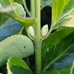 Euonymus japonicus Other