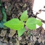 Iva annua Fuelha
