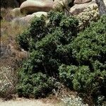 Juniperus californica Plante entière