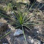 Dasylirion texanum Leaf