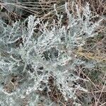 Artemisia austriaca Ліст