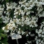 Viburnum plicatum Muu