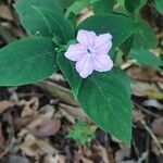 Ruellia humilis Kvet