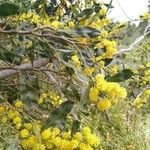 Acacia pycnantha Flor
