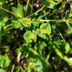 Euphorbia dulcisBlüte