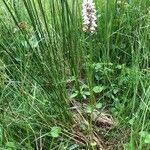 Dactylorhiza maculata Vekstform