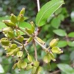 Viburnum × burkwoodii ফল