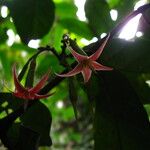 Massularia acuminata 花