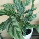 Calathea concinnaপাতা