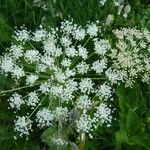 Peucedanum ostruthium Flower