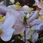 Clematis montana Λουλούδι
